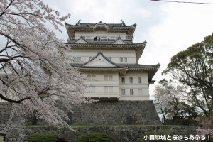 小田原城と桜