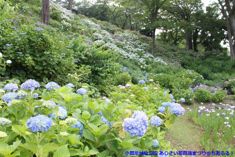 小田原城址公園のあじさいと花菖蒲を見てきました。「おだわら散歩　甘味摘み」も♪