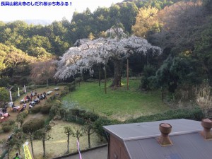 iPhone5sで撮った長興山紹太寺のしだれ桜