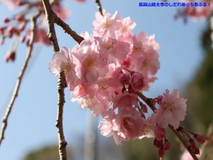 茶屋の横の長興山紹太寺のしだれ桜